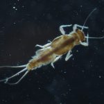 Caenis macafferti