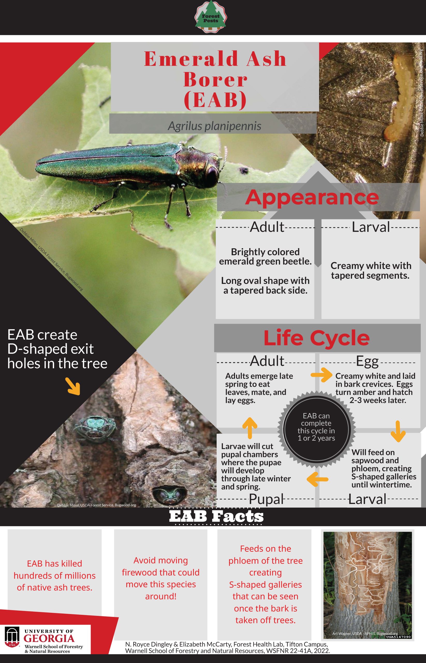 WSFNR 22-41A EAB infographic