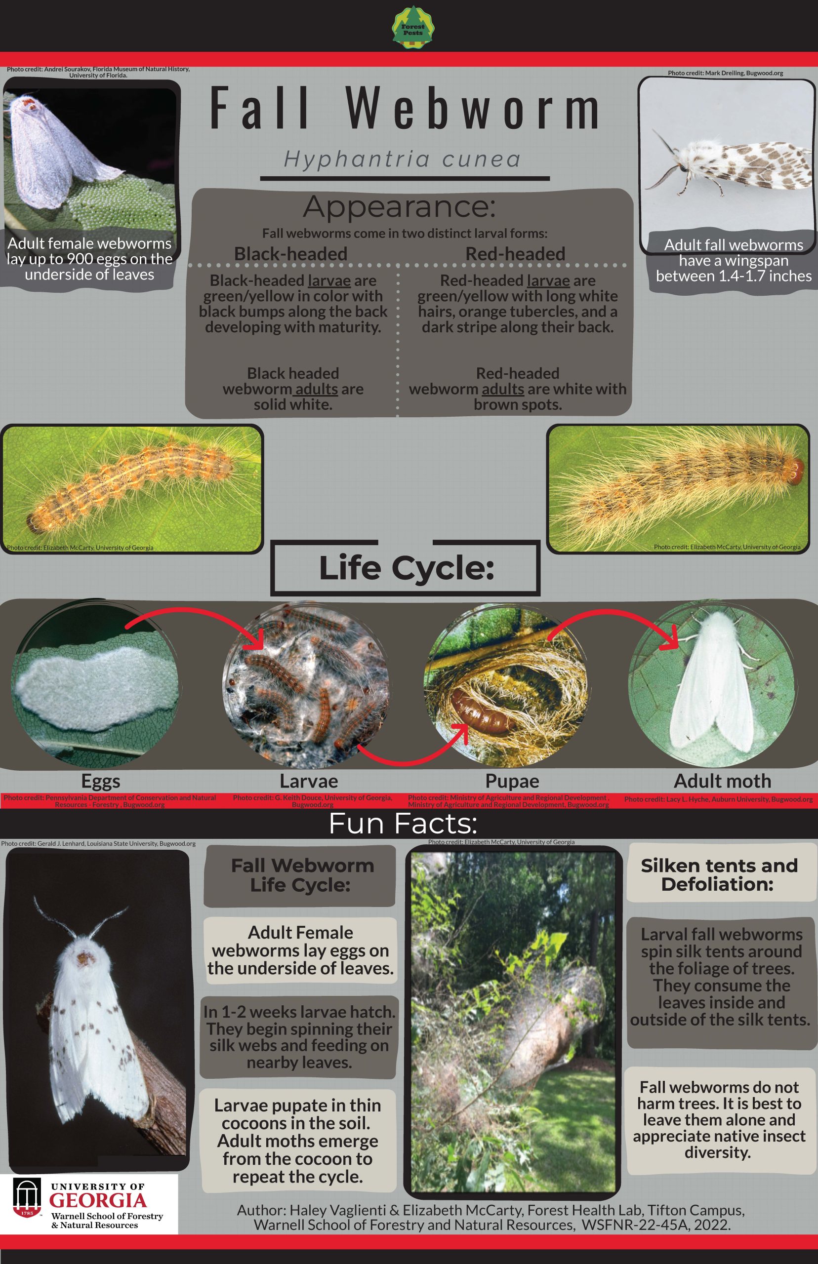 WSFNR 22-45A fall webworm infographic
