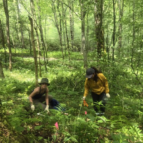 Collecting leaf litter samples.