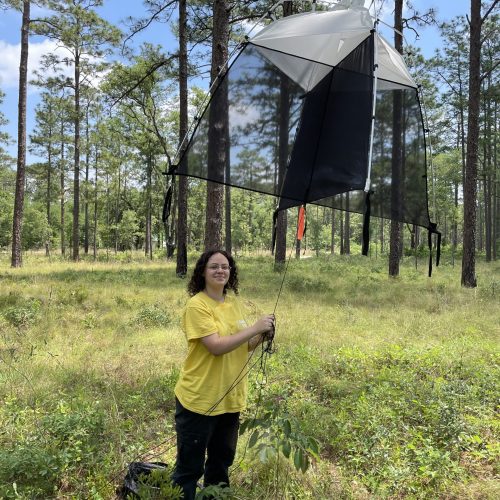 Phoenix setting traps in pine canopies.