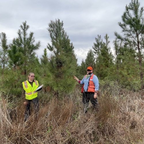 Measuring pine trees.