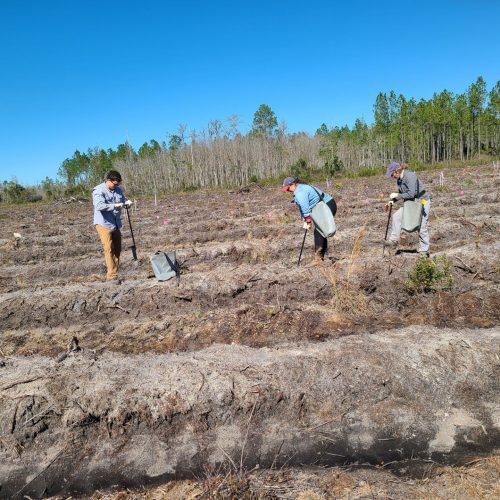 Planting pine seedlings