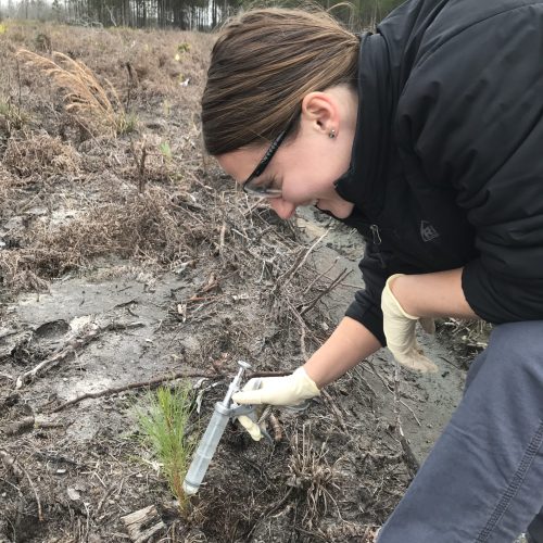 Victoria treating pine seedlings