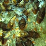 Scan 004_Multifocus Image - 3 27 Jun 24_ch00