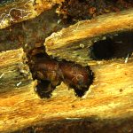 Scan 004_Multifocus Image - 1_ch00